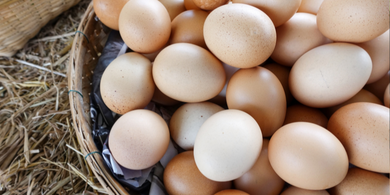 Dürfen Hunde Eier essen? Das solltest du wissen