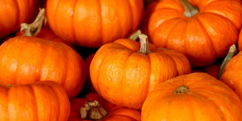 Dürfen Hunde Kürbis essen? Das solltest du wissen