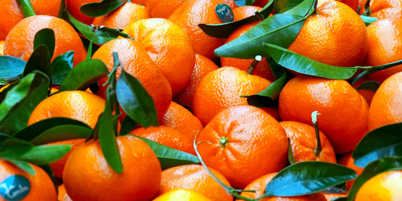 Dürfen Hunde Mandarinen essen? Das solltest du wissen