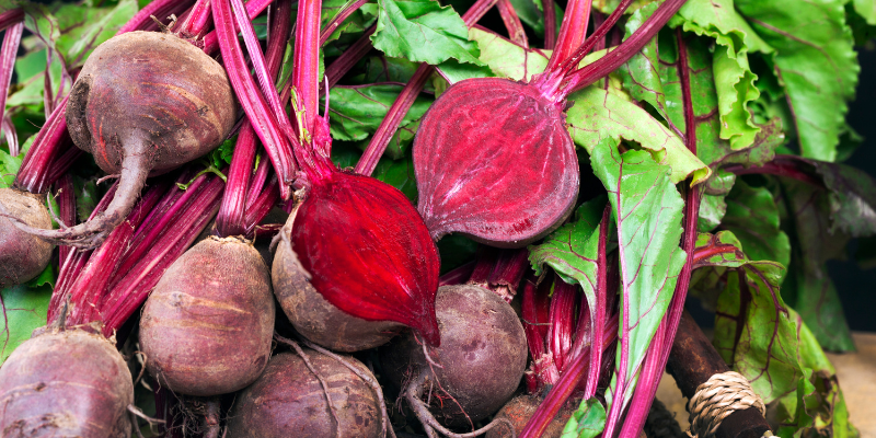 Dürfen Hunde Rote Beete essen? Das solltest du wissen