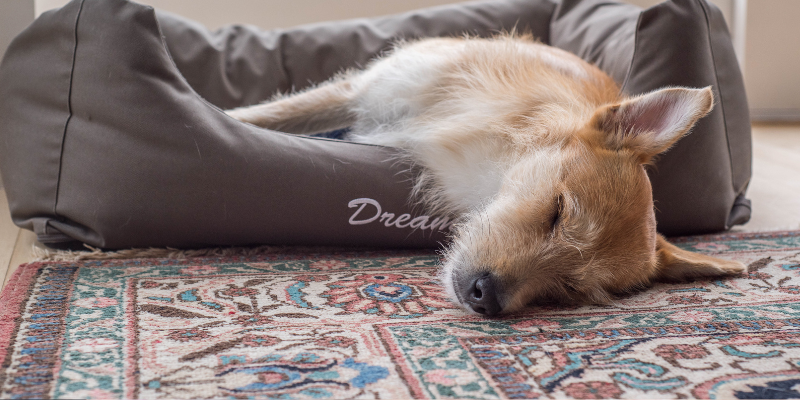 Entspannter Hund - Baldrian zur Beruhigung