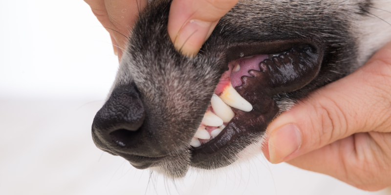 Das Hundegebiss - Aufbau und Fehlstellungen  pfotenkumpels