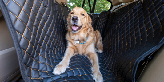 Hund Auto fahren