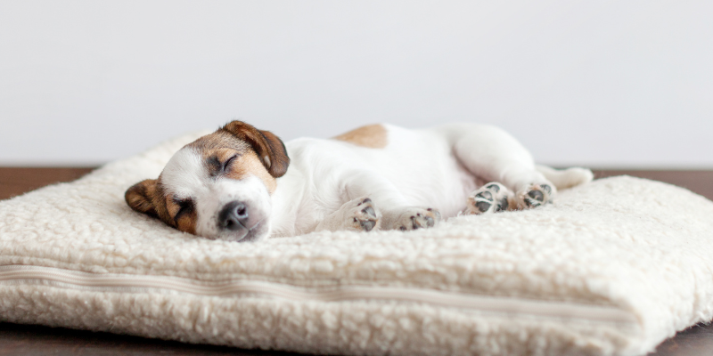 Hund schläft - Lavendel zur Entspannung