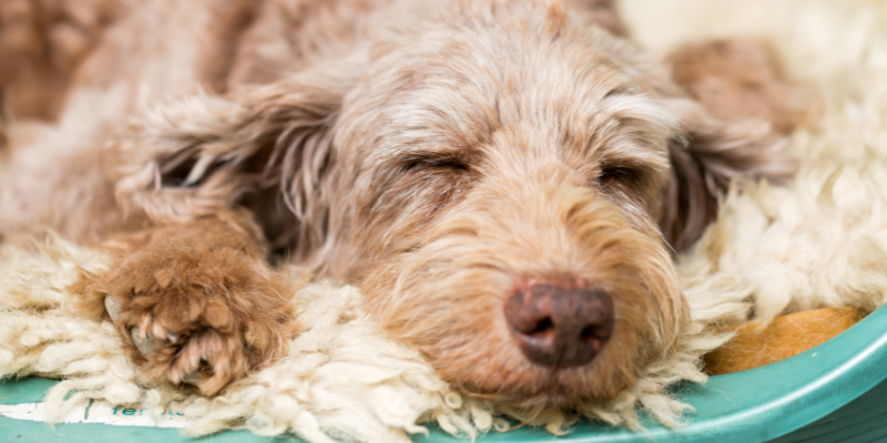 Hund schläft - Johanniskraut zur Entspannung