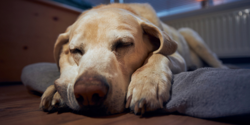 Hund Schlafstörungen