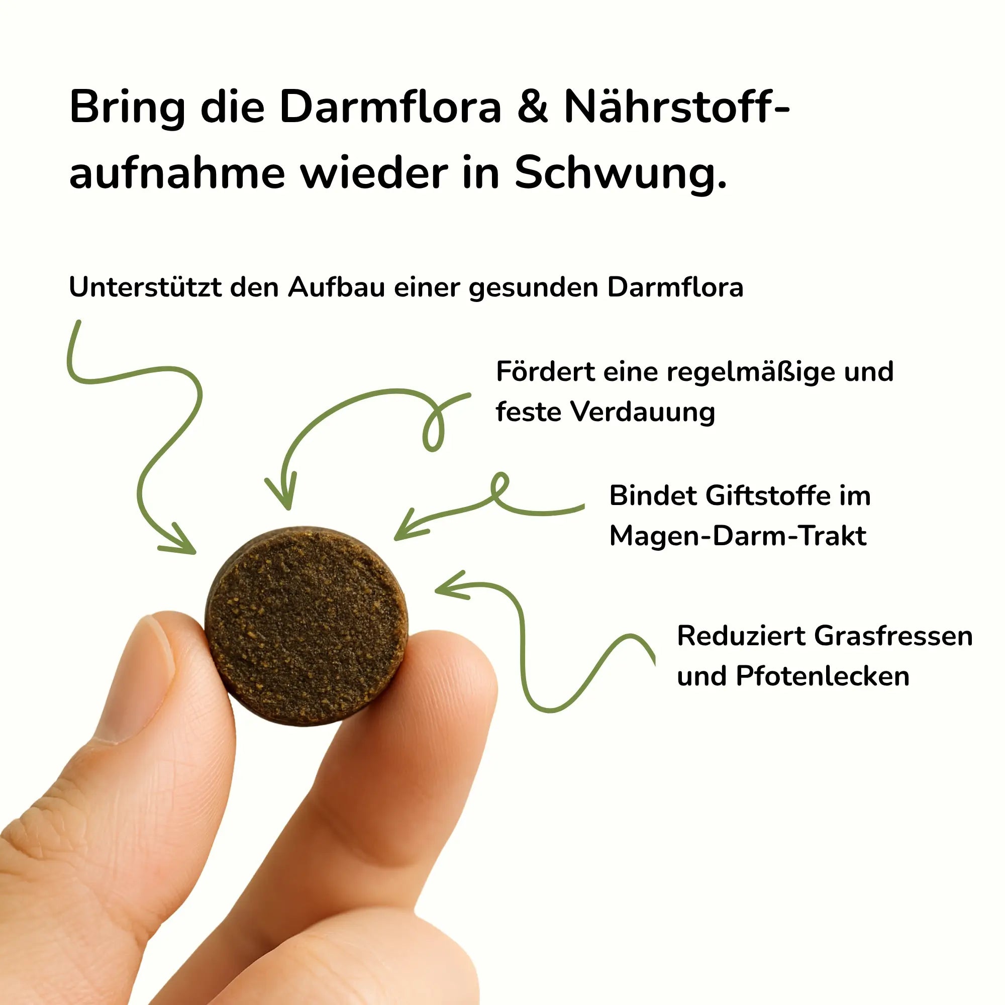 Darmaufbau und Darmsanierung für Hunde