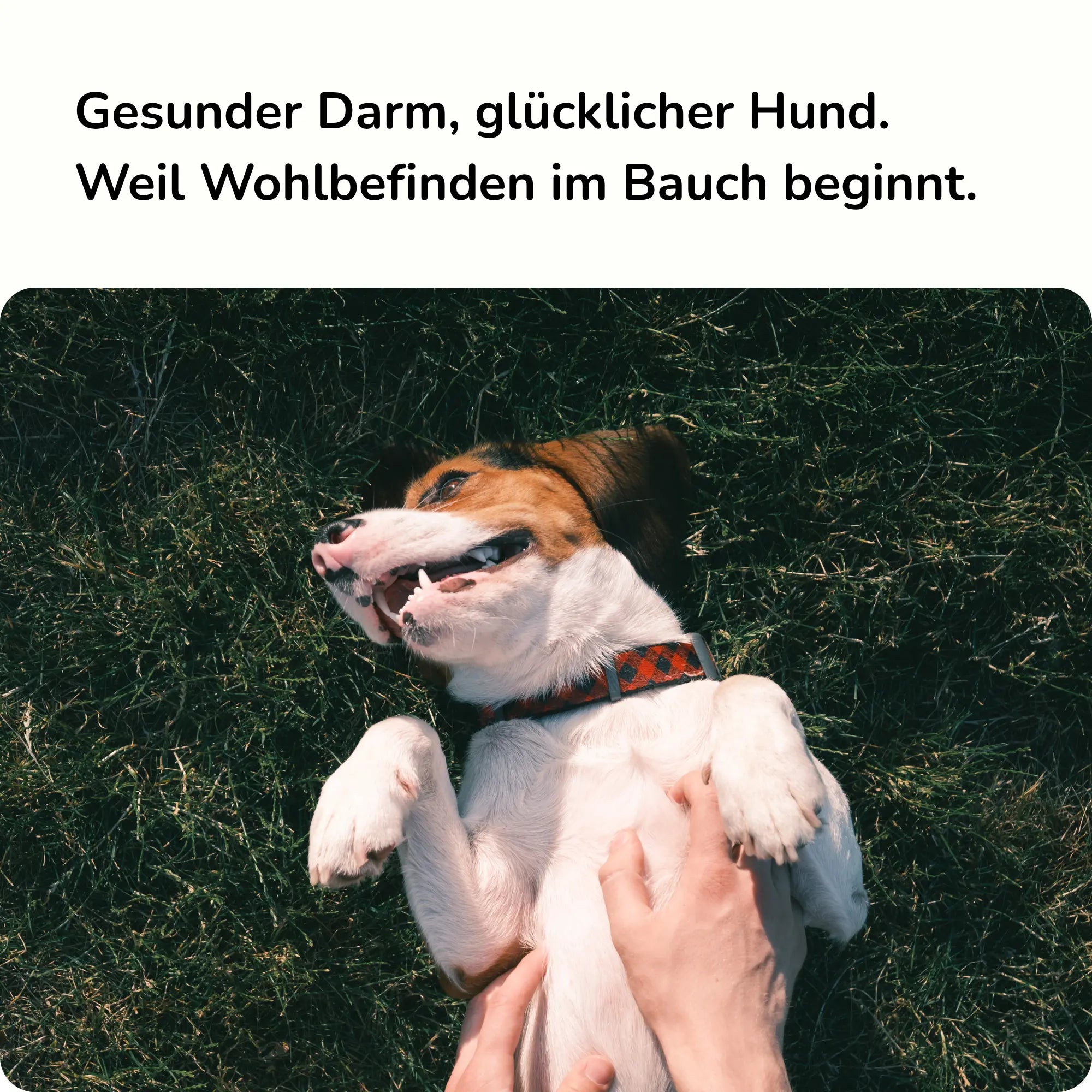 Präbiotischer Snack für Magen Darm