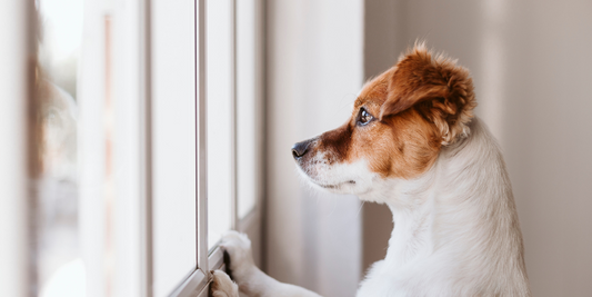 Hund alleine bleiben: 5 effektive Tipps für ein entspanntes Hundeleben