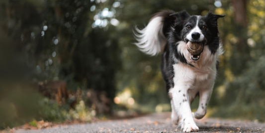 Arthrose beim Hund: Hausmittel und natürliche Hilfe