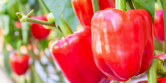 Dürfen Hunde Paprika essen? Das solltest du wissen