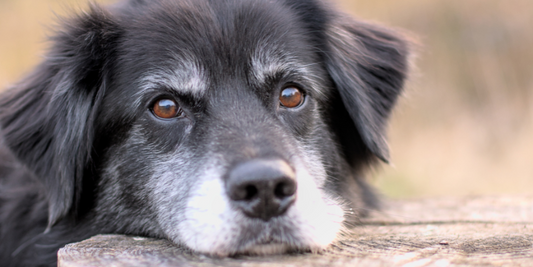 Darmsanierung beim Hund - Natürlich die Darmflora wieder aufbauen!