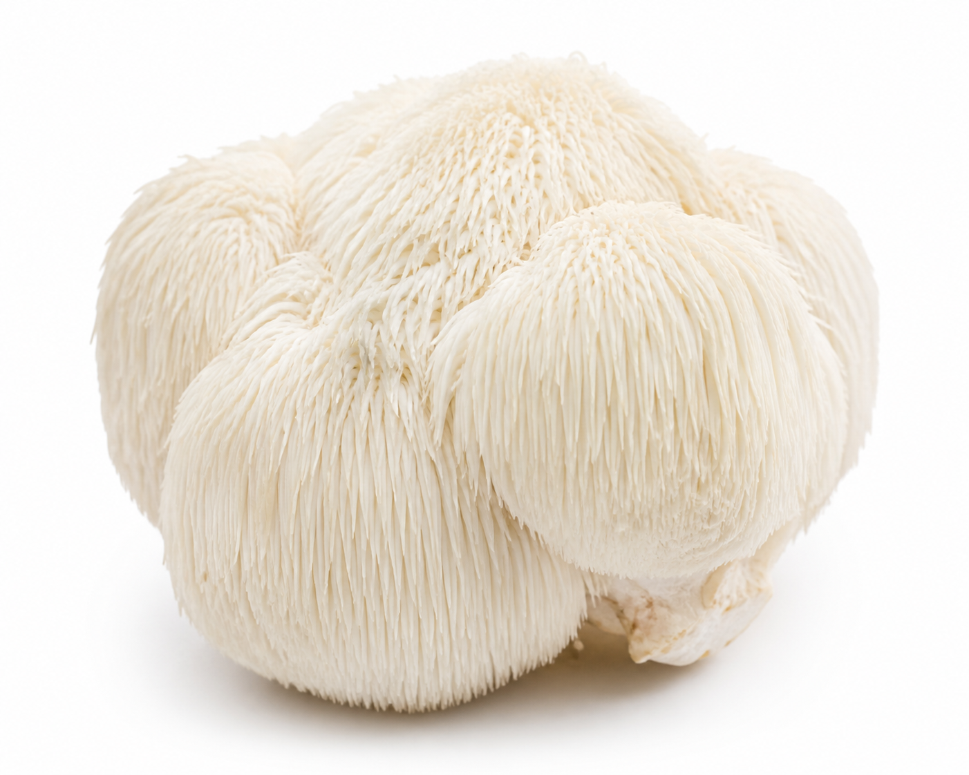 Hericium erinaceus Pilz