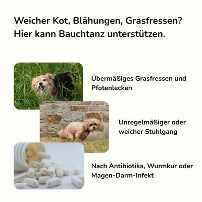 Hilfe bei Grasfressen, Sodbrennen, Durchfall bei Hunden