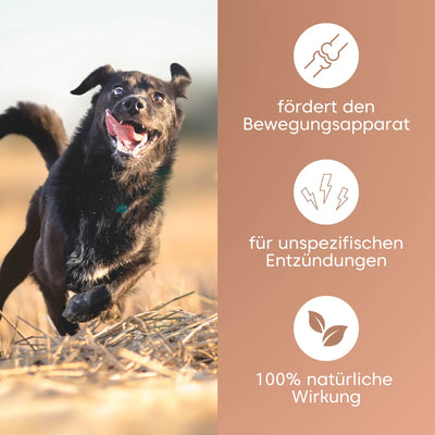Hunde Gelenke unterstützen