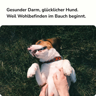 Präbiotischer Snack für Magen Darm