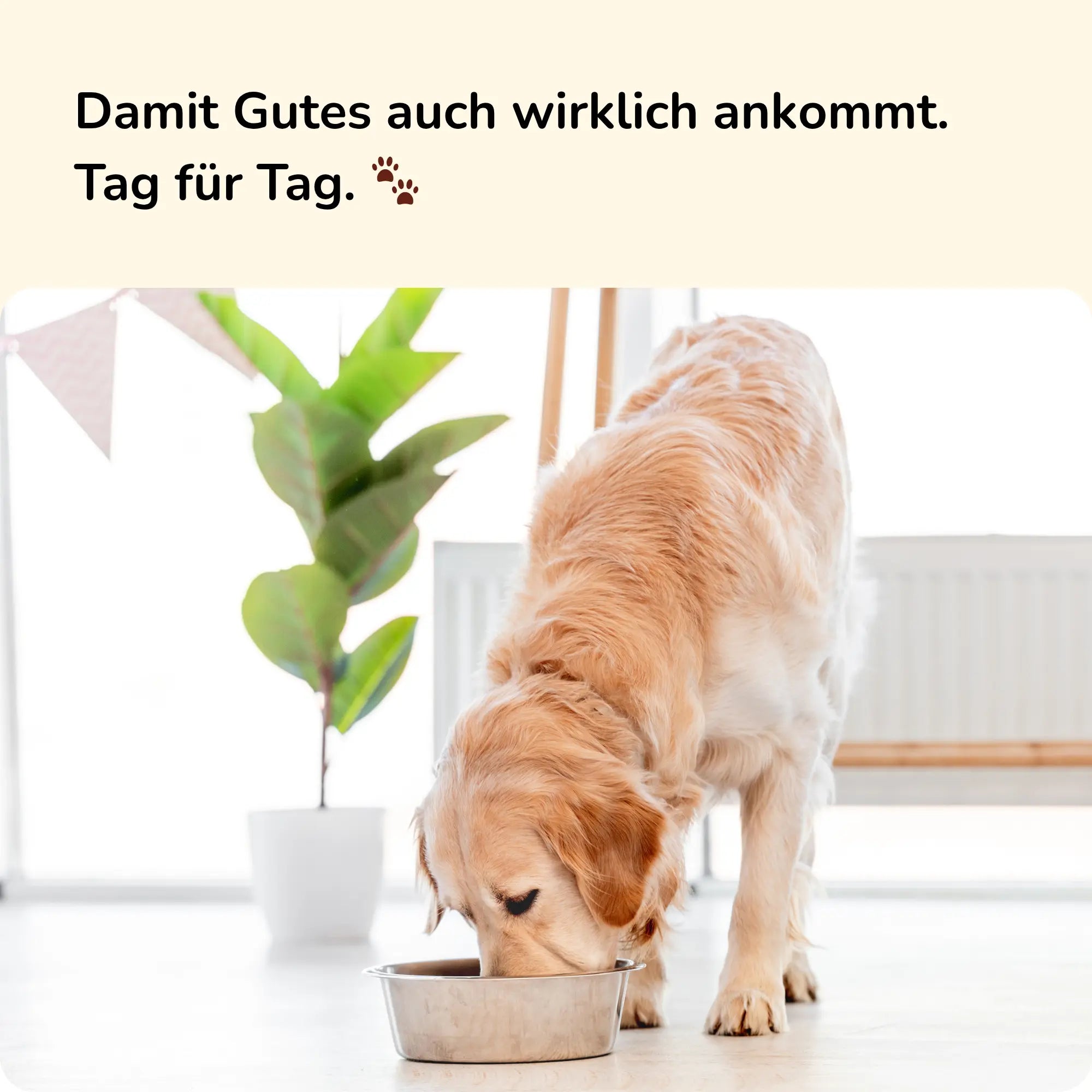 Alltagsheld - Futtertopping