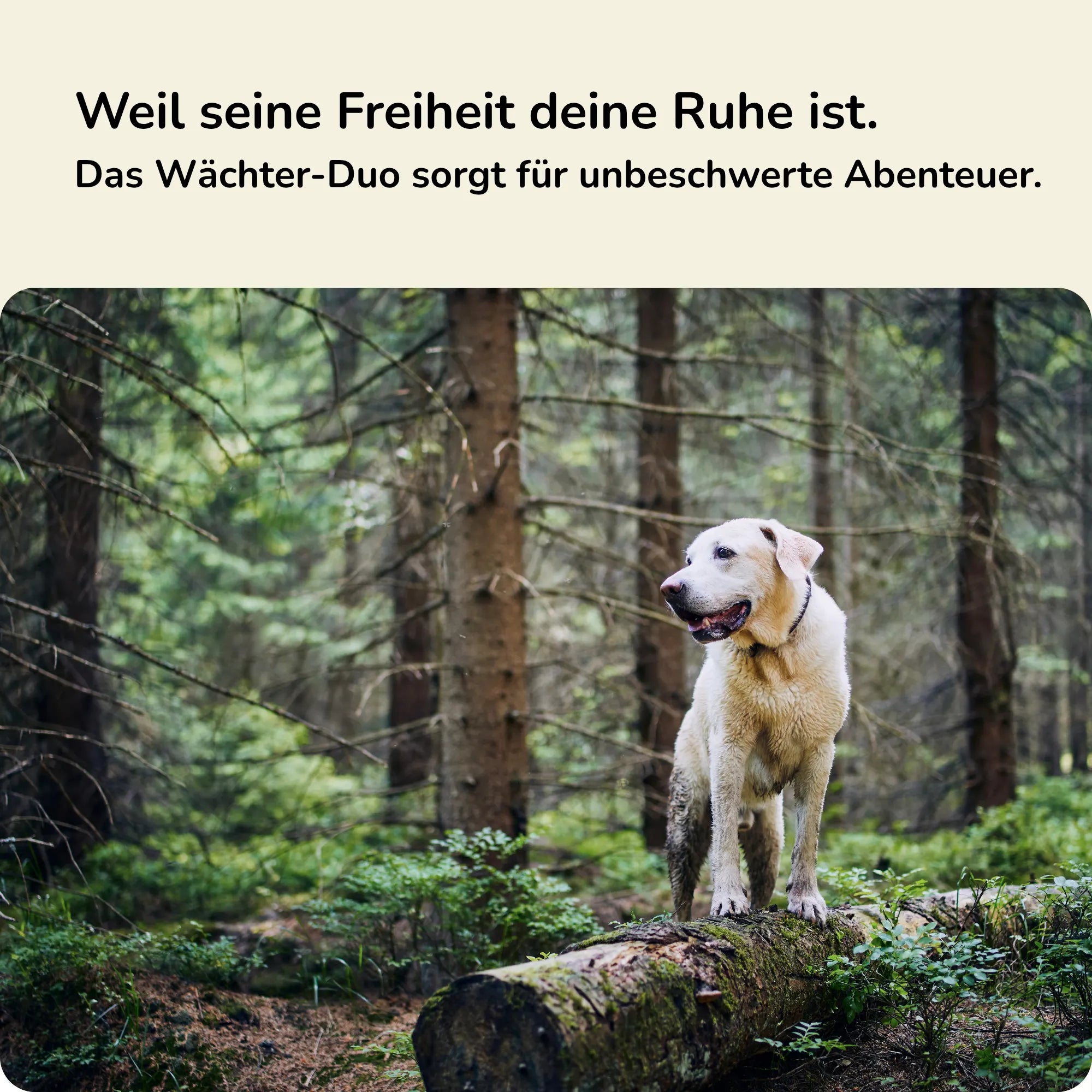 Wächter-Duo - Zeckenschutz für Hunde